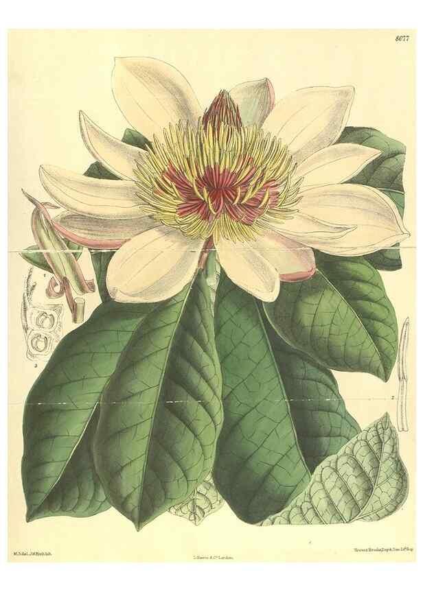 Reproducción/Reproduction 35585469200: Curtis's botanical magazine.. London ; New York [etc.] :Academic Press [etc.]