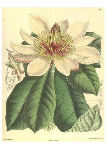 Reproducción/Reproduction 35585469200: Curtis's botanical magazine.. London ; New York [etc.] :Academic Press [etc.]
