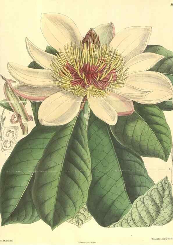 Reproducción/Reproduction 35585469200: Curtis's botanical magazine.. London ; New York [etc.] :Academic Press [etc.]