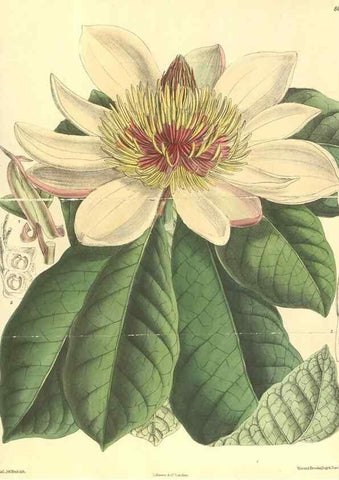 Reproducción/Reproduction 35585469200: Curtis's botanical magazine.. London ; New York [etc.] :Academic Press [etc.]
