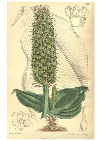Reproducción/Reproduction 35585475640: Curtis's botanical magazine.. London ; New York [etc.] :Academic Press [etc.]