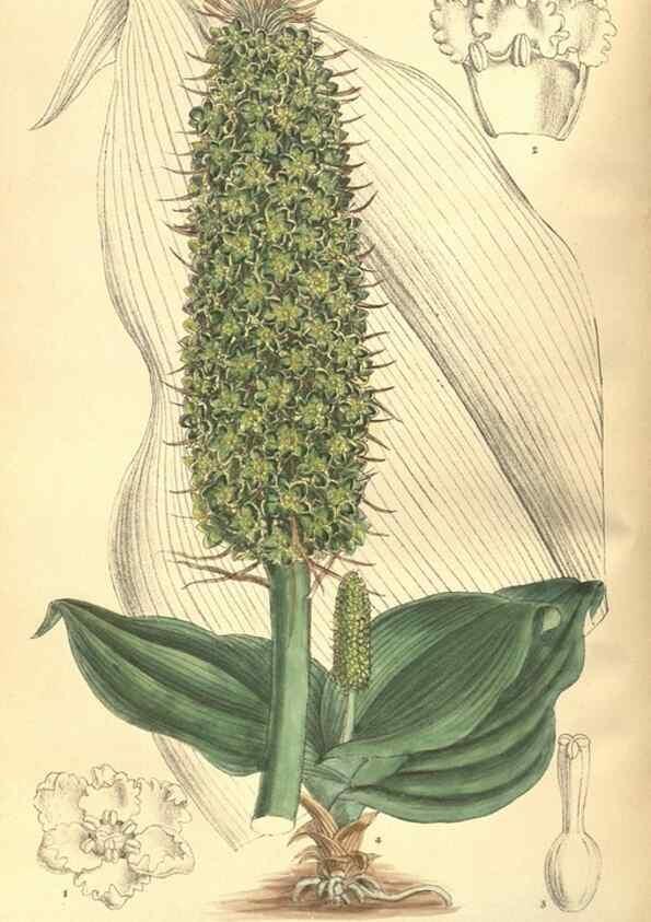 Reproducción/Reproduction 35585475640: Curtis's botanical magazine.. London ; New York [etc.] :Academic Press [etc.]