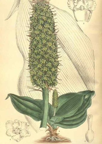 Reproducción/Reproduction 35585475640: Curtis's botanical magazine.. London ; New York [etc.] :Academic Press [etc.]