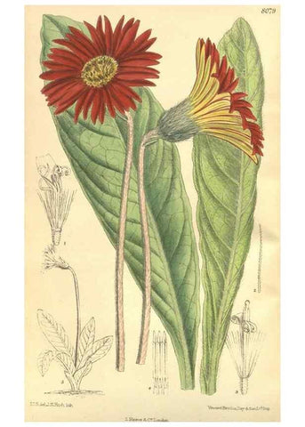 Reproducción/Reproduction 35585477610: Curtis's botanical magazine.. London ; New York [etc.] :Academic Press [etc.]
