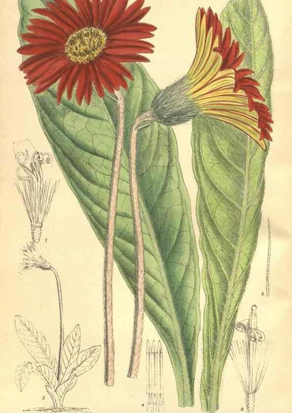 Reproducción/Reproduction 35585477610: Curtis's botanical magazine.. London ; New York [etc.] :Academic Press [etc.]