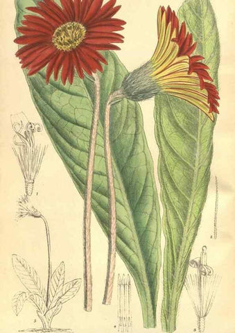 Reproducción/Reproduction 35585477610: Curtis's botanical magazine.. London ; New York [etc.] :Academic Press [etc.]
