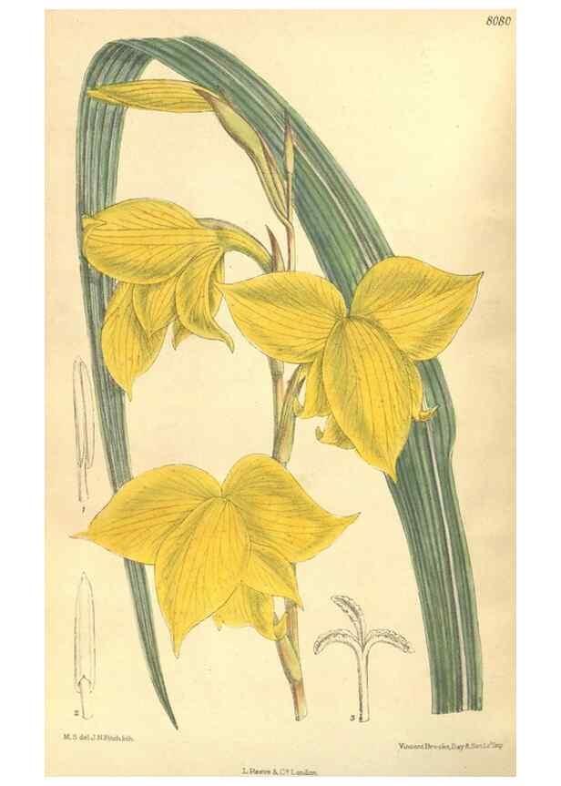 Reproducción/Reproduction 35134635044: Curtis's botanical magazine.. London ; New York [etc.] :Academic Press [etc.]