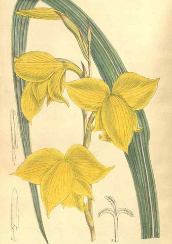 Reproducción/Reproduction 35134635044: Curtis's botanical magazine.. London ; New York [etc.] :Academic Press [etc.]