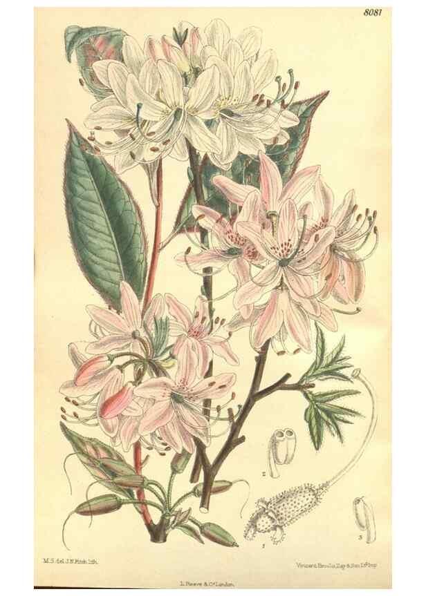 Reproducción/Reproduction 35803793262: Curtis's botanical magazine.. London ; New York [etc.] :Academic Press [etc.]
