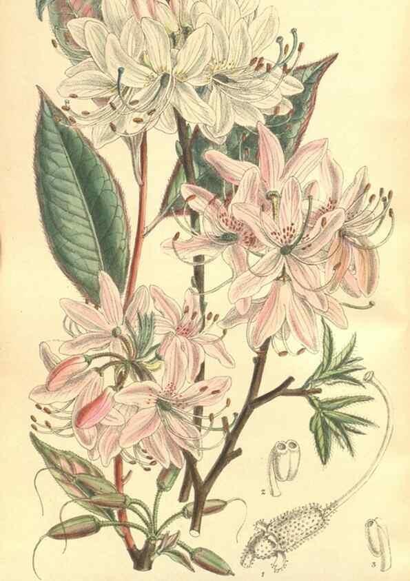 Reproducción/Reproduction 35803793262: Curtis's botanical magazine.. London ; New York [etc.] :Academic Press [etc.]