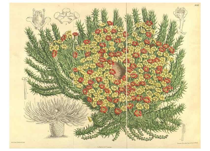 Reproducción/Reproduction 35933148596: Curtis's botanical magazine.. London ; New York [etc.] :Academic Press [etc.]