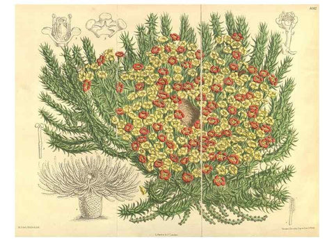 Reproducción/Reproduction 35933148596: Curtis's botanical magazine.. London ; New York [etc.] :Academic Press [etc.]