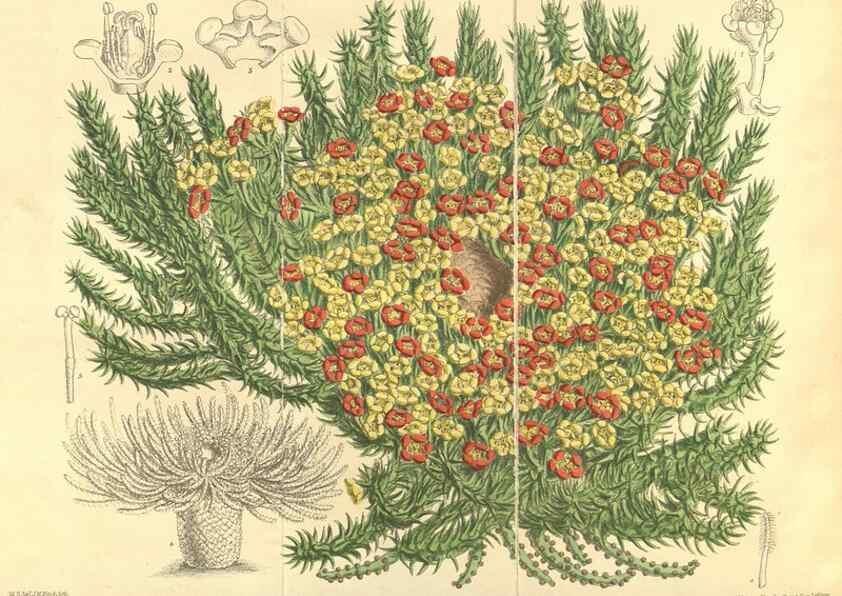 Reproducción/Reproduction 35933148596: Curtis's botanical magazine.. London ; New York [etc.] :Academic Press [etc.]