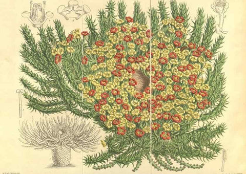 Reproducción/Reproduction 35933148596: Curtis's botanical magazine.. London ; New York [etc.] :Academic Press [etc.]