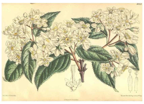 Reproducción/Reproduction 35803797072: Curtis's botanical magazine.. London ; New York [etc.] :Academic Press [etc.]