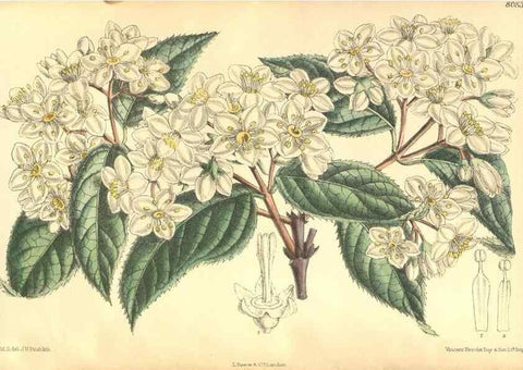 Reproducción/Reproduction 35803797072: Curtis's botanical magazine.. London ; New York [etc.] :Academic Press [etc.]