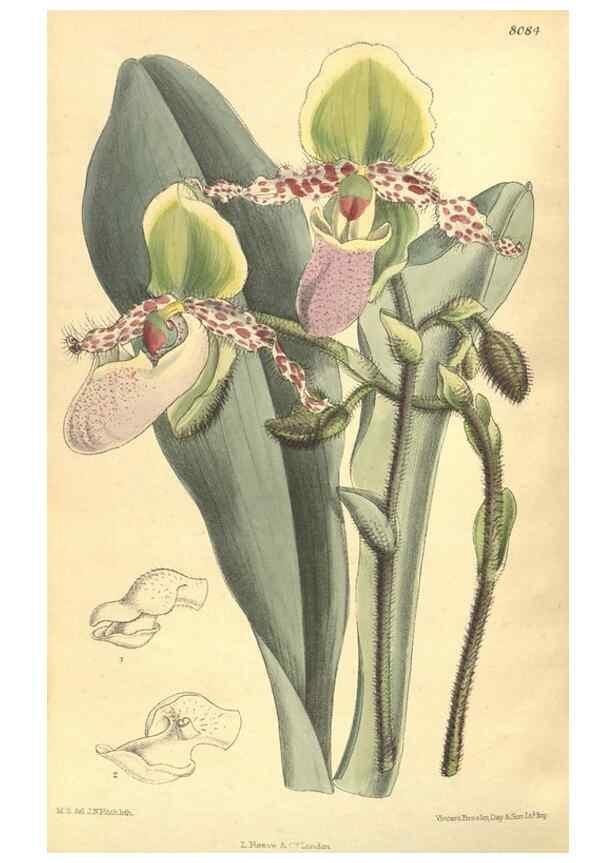 Reproducción/Reproduction 35974530845: Curtis's botanical magazine.. London ; New York [etc.] :Academic Press [etc.]
