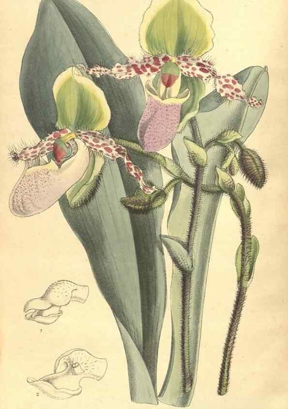 Reproducción/Reproduction 35974530845: Curtis's botanical magazine.. London ; New York [etc.] :Academic Press [etc.]