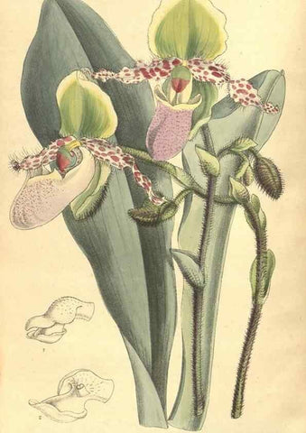 Reproducción/Reproduction 35974530845: Curtis's botanical magazine.. London ; New York [etc.] :Academic Press [etc.]