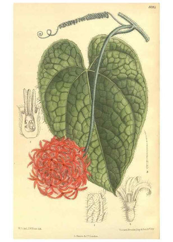 Reproducción/Reproduction 35974532555: Curtis's botanical magazine.. London ; New York [etc.] :Academic Press [etc.]