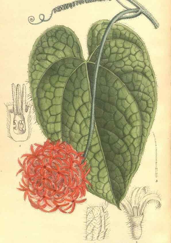 Reproducción/Reproduction 35974532555: Curtis's botanical magazine.. London ; New York [etc.] :Academic Press [etc.]