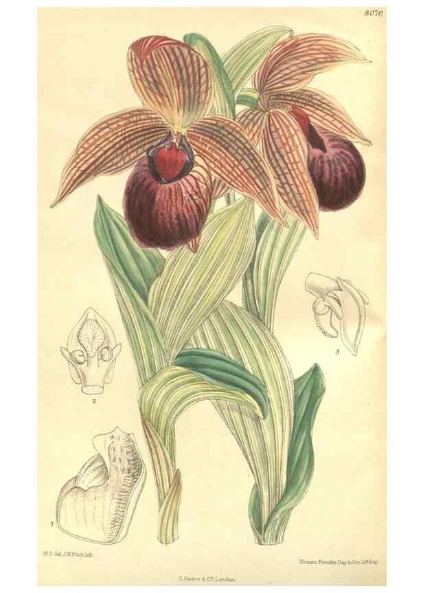 Reproducción/Reproduction 35164404873: Curtis's botanical magazine.. London ; New York [etc.] :Academic Press [etc.]