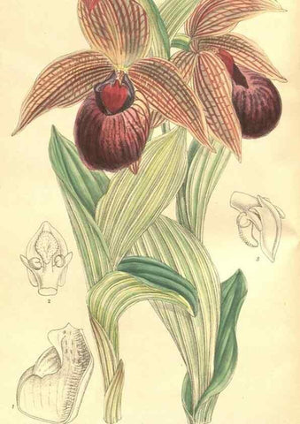 Reproducción/Reproduction 35164404873: Curtis's botanical magazine.. London ; New York [etc.] :Academic Press [etc.]