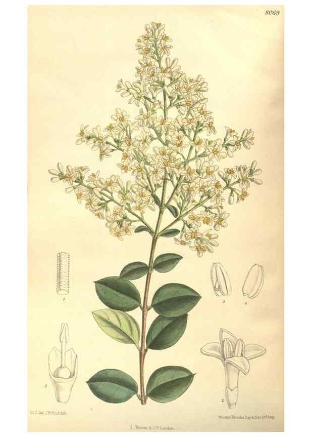 Reproducción/Reproduction 35134601724: Curtis's botanical magazine.. London ; New York [etc.] :Academic Press [etc.]