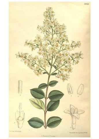 Reproducción/Reproduction 35134601724: Curtis's botanical magazine.. London ; New York [etc.] :Academic Press [etc.]