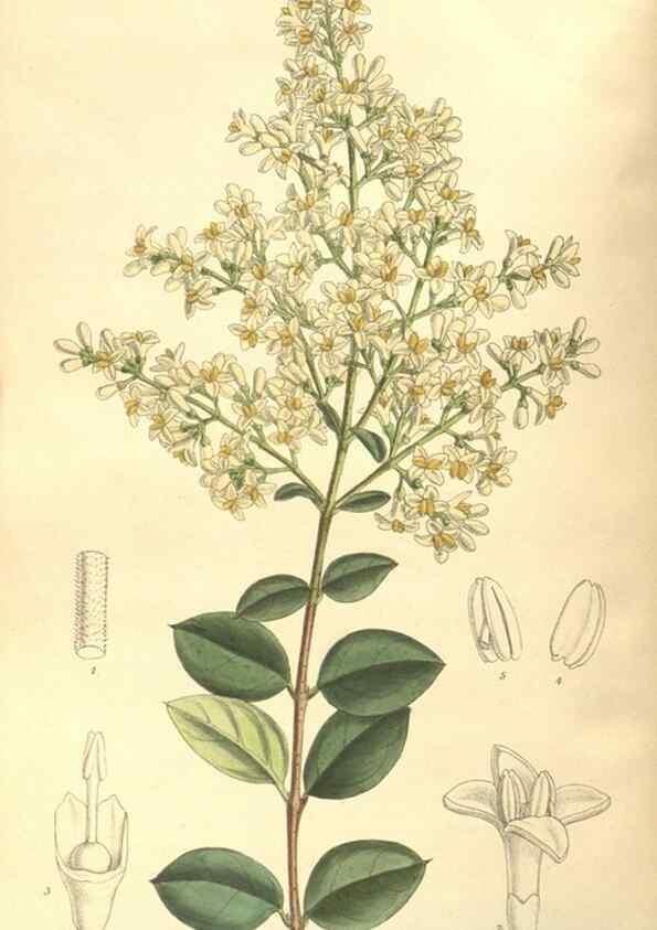 Reproducción/Reproduction 35134601724: Curtis's botanical magazine.. London ; New York [etc.] :Academic Press [etc.]