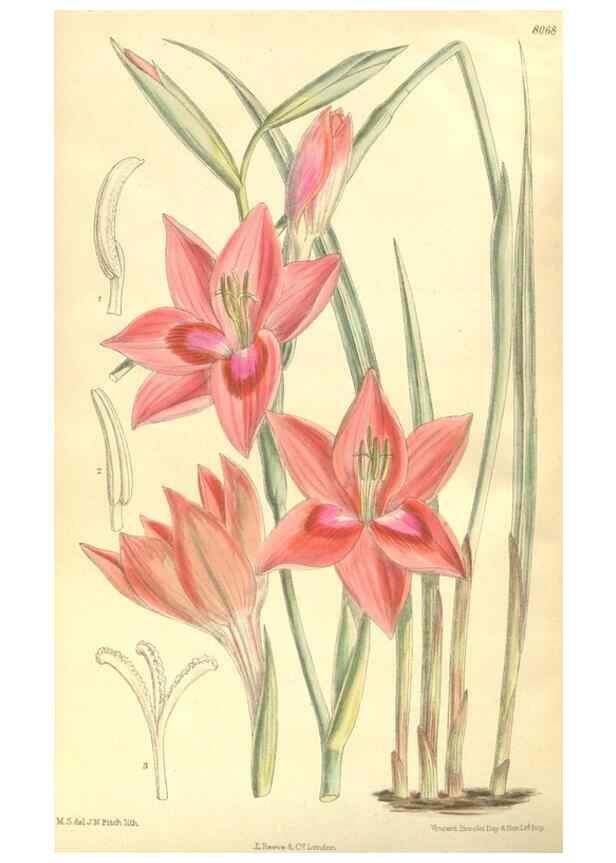 Reproducción/Reproduction 35134594764: Curtis's botanical magazine.. London ; New York [etc.] :Academic Press [etc.]