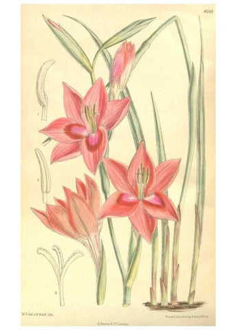 Reproducción/Reproduction 35134594764: Curtis's botanical magazine.. London ; New York [etc.] :Academic Press [etc.]