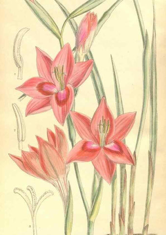 Reproducción/Reproduction 35134594764: Curtis's botanical magazine.. London ; New York [etc.] :Academic Press [etc.]