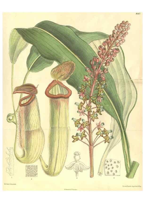 Reproducción/Reproduction 35134592714: Curtis's botanical magazine.. London ; New York [etc.] :Academic Press [etc.]