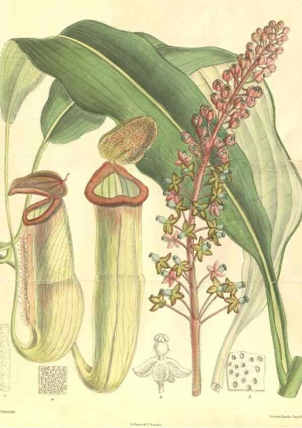 Reproducción/Reproduction 35134592714: Curtis's botanical magazine.. London ; New York [etc.] :Academic Press [etc.]