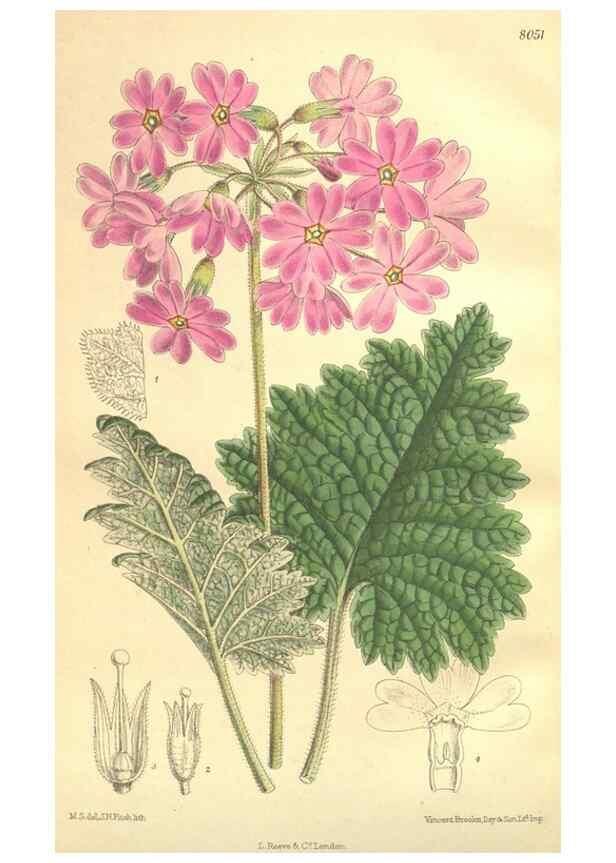 Reproducción/Reproduction 35974360955: Curtis's botanical magazine.. London ; New York [etc.] :Academic Press [etc.]