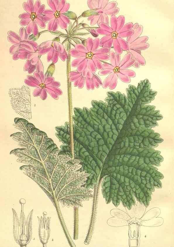 Reproducción/Reproduction 35974360955: Curtis's botanical magazine.. London ; New York [etc.] :Academic Press [etc.]