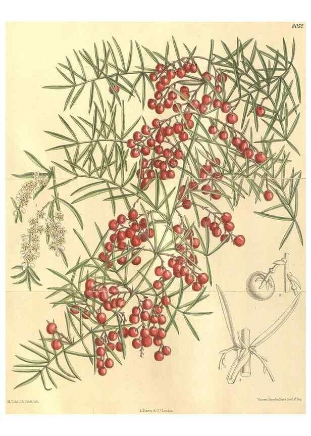 Reproducción/Reproduction 35164320333: Curtis's botanical magazine.. London ; New York [etc.] :Academic Press [etc.]