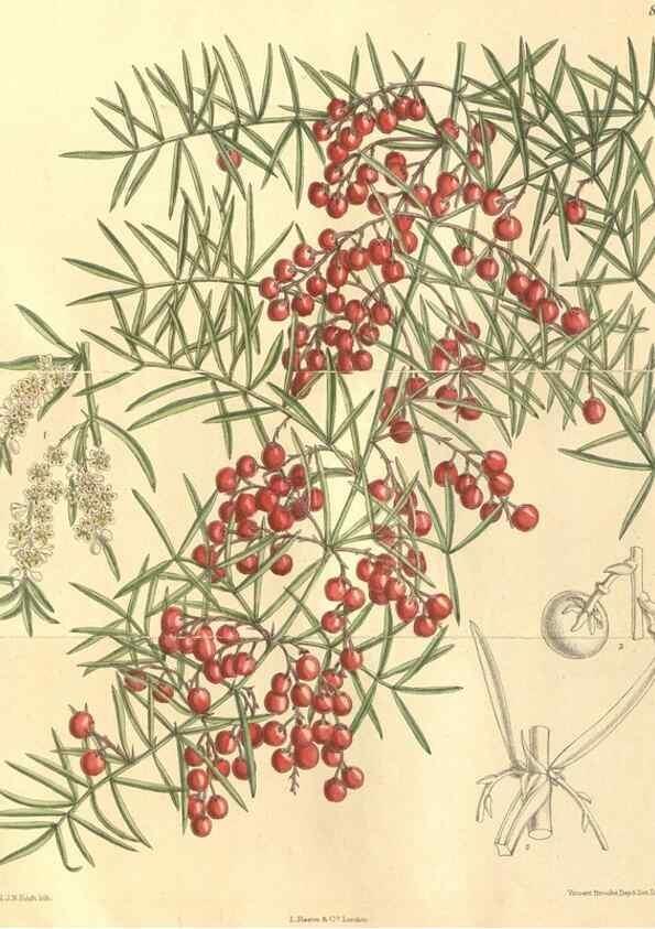 Reproducción/Reproduction 35164320333: Curtis's botanical magazine.. London ; New York [etc.] :Academic Press [etc.]