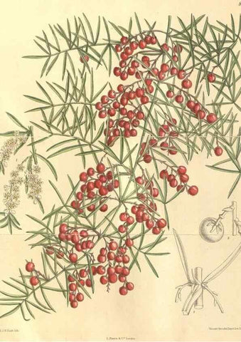 Reproducción/Reproduction 35164320333: Curtis's botanical magazine.. London ; New York [etc.] :Academic Press [etc.]
