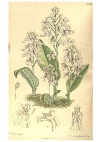Reproducción/Reproduction 35803674522: Curtis's botanical magazine.. London ; New York [etc.] :Academic Press [etc.]