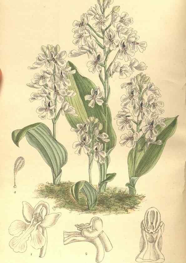 Reproducción/Reproduction 35803674522: Curtis's botanical magazine.. London ; New York [etc.] :Academic Press [etc.]