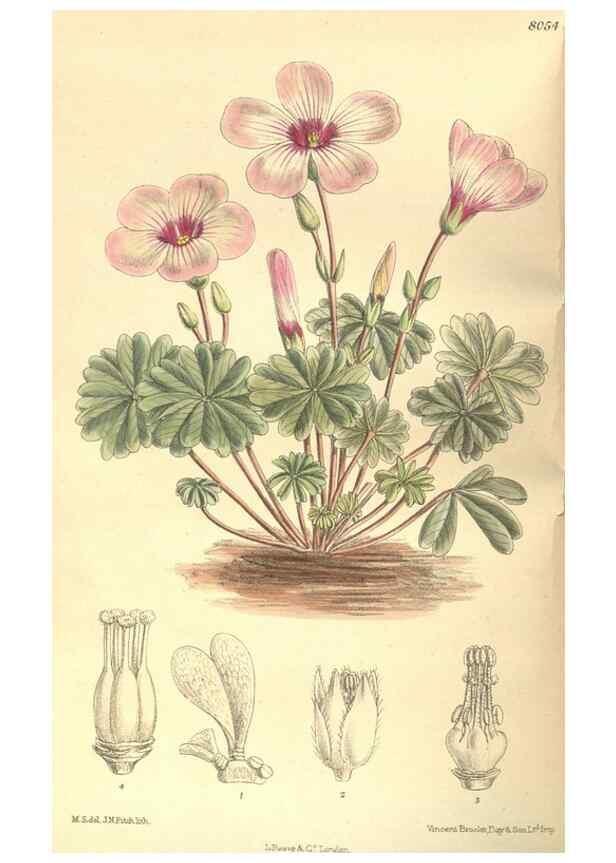 Reproducción/Reproduction 35164328973: Curtis's botanical magazine.. London ; New York [etc.] :Academic Press [etc.]