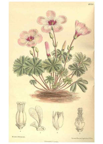 Reproducción/Reproduction 35164328973: Curtis's botanical magazine.. London ; New York [etc.] :Academic Press [etc.]
