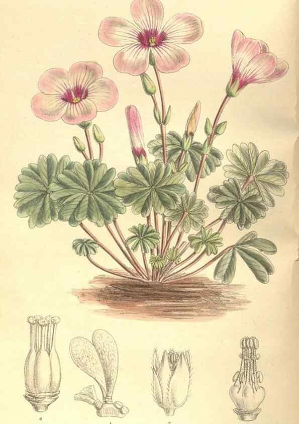 Reproducción/Reproduction 35164328973: Curtis's botanical magazine.. London ; New York [etc.] :Academic Press [etc.]
