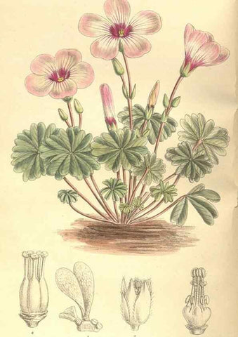 Reproducción/Reproduction 35164328973: Curtis's botanical magazine.. London ; New York [etc.] :Academic Press [etc.]
