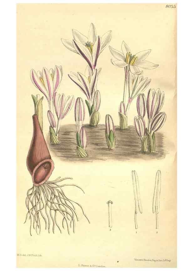 Reproducción/Reproduction 35164332293: Curtis's botanical magazine.. London ; New York [etc.] :Academic Press [etc.]