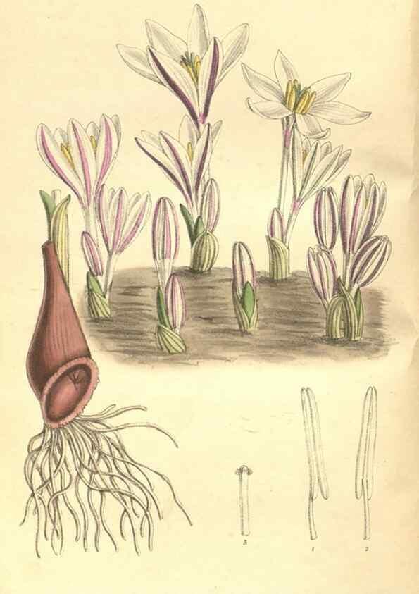 Reproducción/Reproduction 35164332293: Curtis's botanical magazine.. London ; New York [etc.] :Academic Press [etc.]
