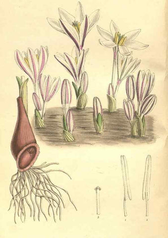 Reproducción/Reproduction 35164332293: Curtis's botanical magazine.. London ; New York [etc.] :Academic Press [etc.]
