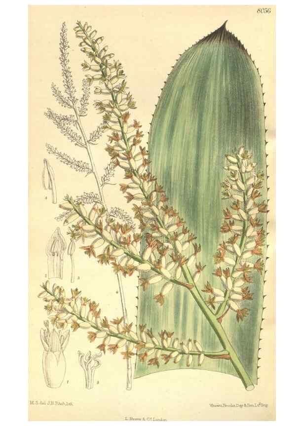 Reproducción/Reproduction 35803692662: Curtis's botanical magazine.. London ; New York [etc.] :Academic Press [etc.]
